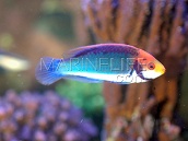 Cirrhilabrus solorensis Male 6-8 cm Orange-yellow-blue-green