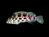 Cirrhitichthys oxycephalus 4-6cm