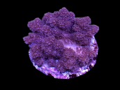 Cladiella sp. M