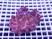 Cladiella spp