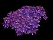 Clavularia sp. M Blue