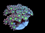 Clavularia sp. M Orange metallic
