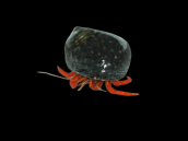 Clibanarius rutilus 1-2 cm