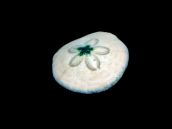 Clypeaster spp. M