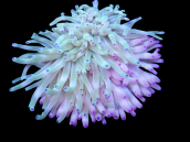 Condylactis gigantea M