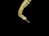 Corythoichthys haematopterus M