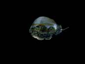 Cypraea annulus M