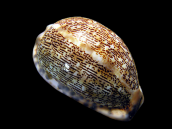 Cypraea arabica M