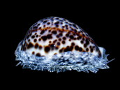 Cypraea tigris M