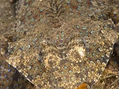 Dactylopus dactylopus 8-12 cm
