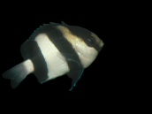 Dascyllus aruanus 2-3 cm