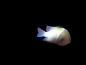 Dascyllus marginatus M