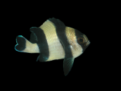 Dascyllus melanurus 2-3 cm