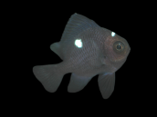 Dascyllus trimaculatus Juvenile 2-3 cm