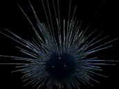 Diadema savignyi M Zebra