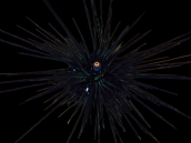 Diadema setosum 4-6 cm
