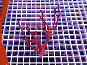 Diodogorgia nodulifera red 02 Caraïbes