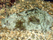 Dolabella auricula 6-10 cm