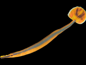 Doryrhamphus excisus M Ray&eacute; bleu