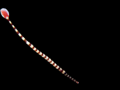 Dunckerocampus dactyliophorus 8-12 cm