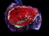 Echinophyllia sp. S Red Base