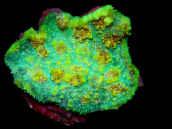 Echinophyllia sp. M Green Base