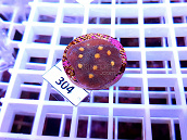 Echinopora sp Orange spotted SMALL 304