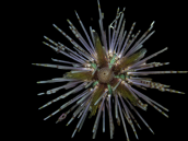 Echinothrix calamaris 5-8 cm