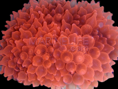 Entacmaea quadricolor S red tip