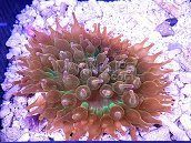 Entacmea quadricolor Sunburst 01