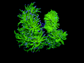 Euphyllia glabrescens M Blue berry 4 to 6 heads