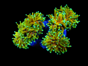 Euphyllia glabrescens M Gold dragon soul fire 4 to 6 heads