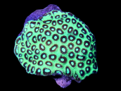 Favia sp. 7-8 cm Green