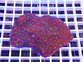 Favites pentagona red