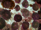 Fungia sp. 12-15 cm Purple