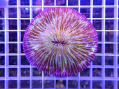 Fungia sp. 7-8 cm Purple