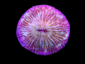 Fungia sp. 7-8 cm Purple