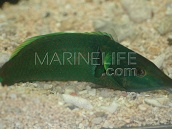 Gomphosus varius Male M Green