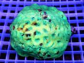 Goniastrea sp. 7-8 cm Green