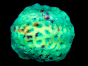 Goniastrea sp. 7-8 cm Green