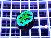 Goniastrea spp