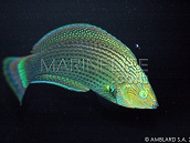 Halichoeres marginatus M