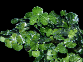 Halimeda opuntia M
