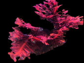 Haliptilon sp. 8-12 cm