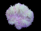 Heteractis crispa M