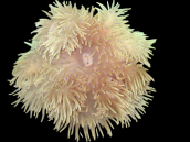Heteractis crispa M
