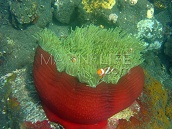 Heteractis magnifica L