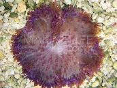 Heteractis malu M Purple Sand Anemone