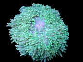 Heteractis malu M Green Sand Anemone