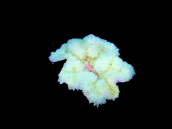 Heteractis malu M White Sand Anemone